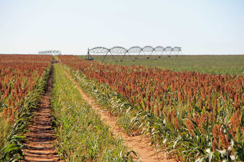Sorghum crops on a sunny day in Texas