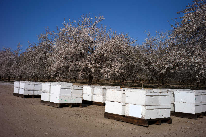 Hives in the San Joaquin Valley, California, The almond orchards are flowering and bees are brought in to pollinate