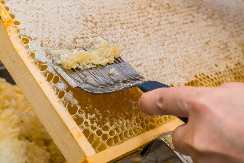 Macro image of a tool uncapping a frame of honeycomb