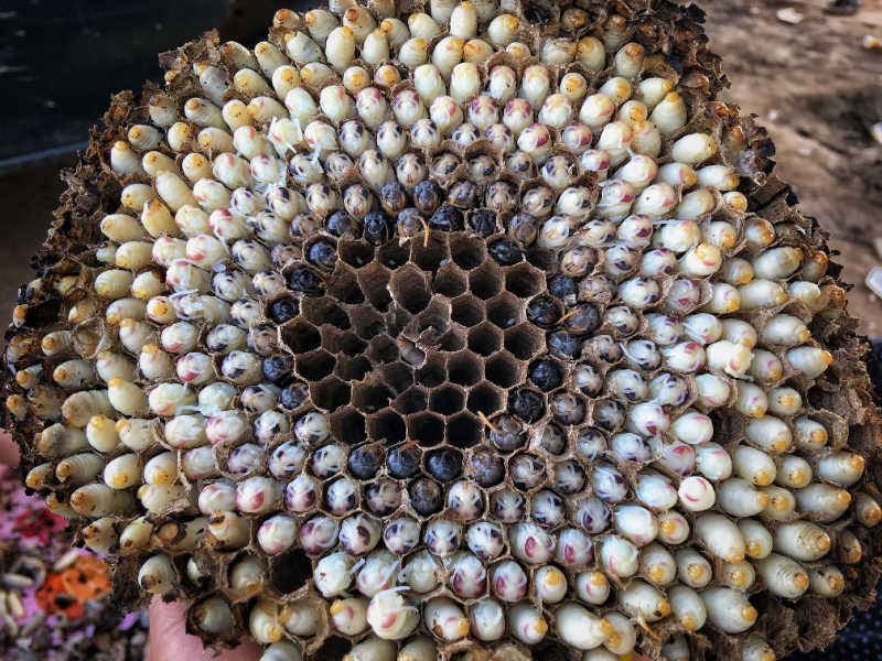 Asian giant hornet brood nest