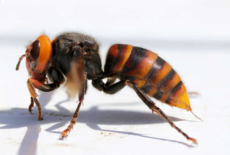 An Asian giant hornet crawling on the ground with its stinger exposed 
