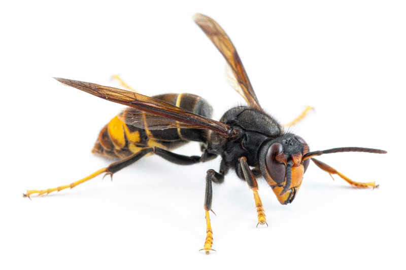 Macro image of an Asian giant hornet