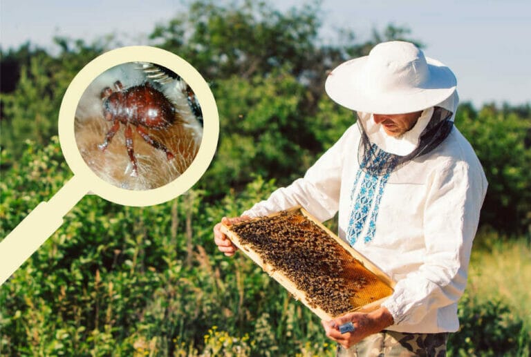 What Is Braula Fly? A Beekeeper’s Guide