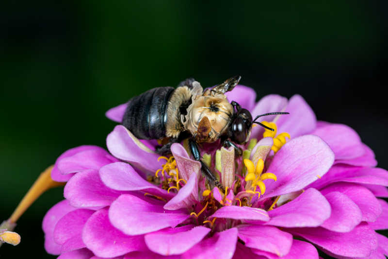 A macro photograph of Apis mellifera with crumpled, deformed wings due to DWV