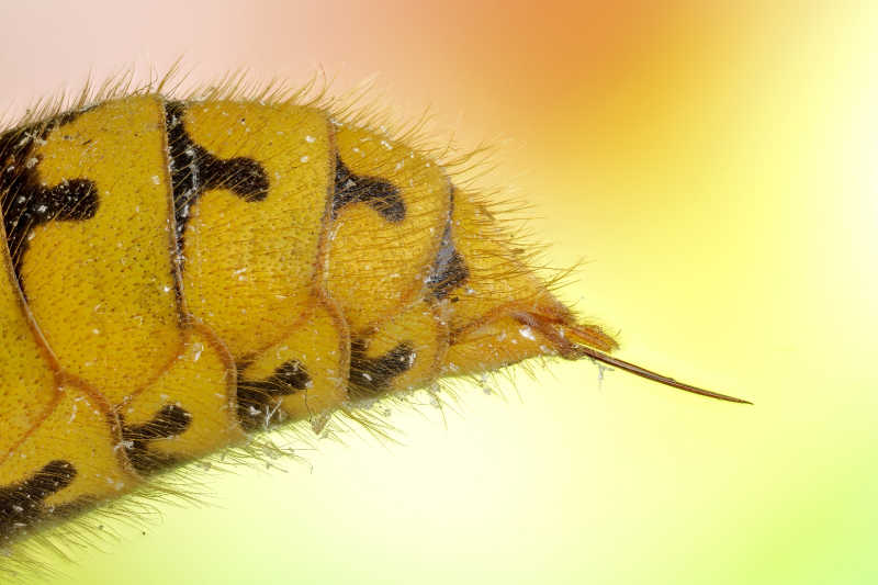 Closeup of a European hornet stinger