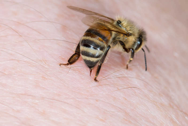 A honey bee jabbing its sting into human flesh