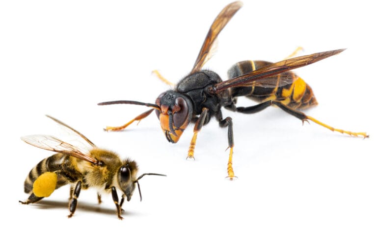 Honey Bee Vs. Asian Giant Hornet – 10 Differences Explained