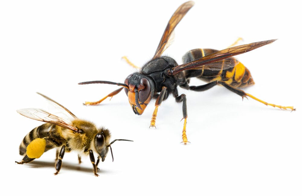 A honey bee next to a an Asian giant hornet on white background