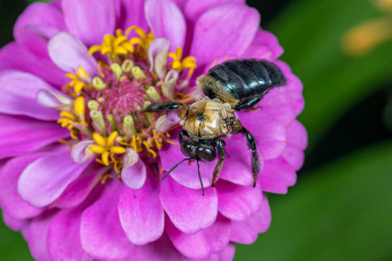 A bee with deformed wing virus on a colorful bloom