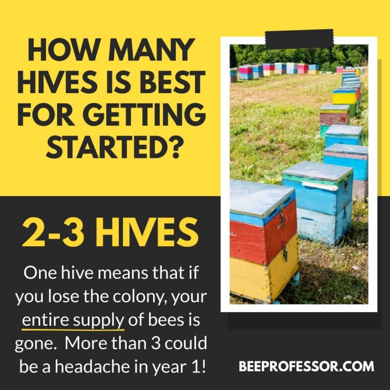 An infographic explaining how many beehives are best when starting out keeping bees.