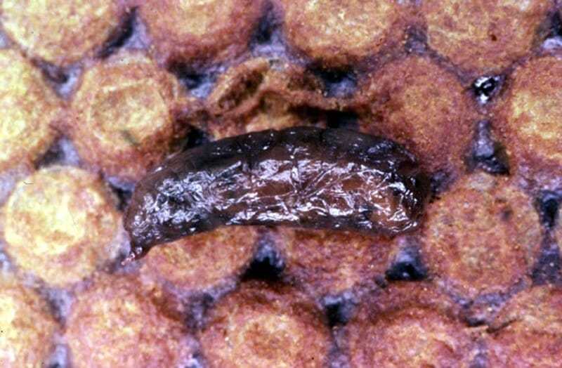 Closeup of a dead larva with sacbrood virus