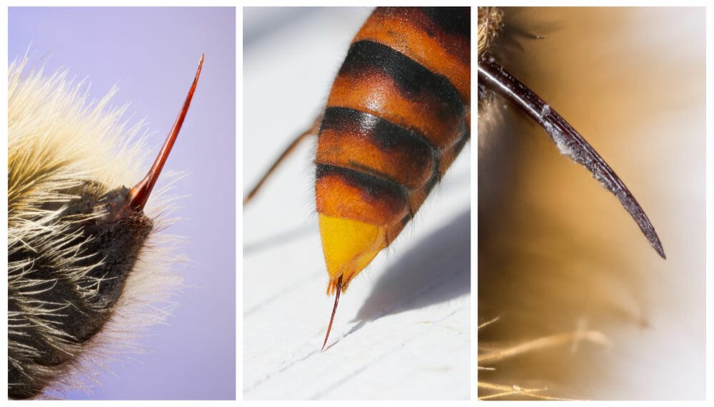 A collage of bee stingers for comparison