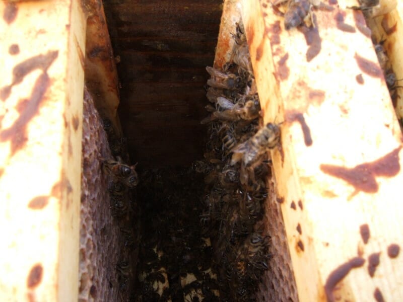 A closeup of hive top bars covered in dysentery from bees with Nosemosis