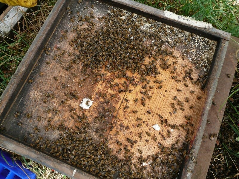 An image of a large cluster of dead bees on the hive's floorboard as the result of Nosema infection.