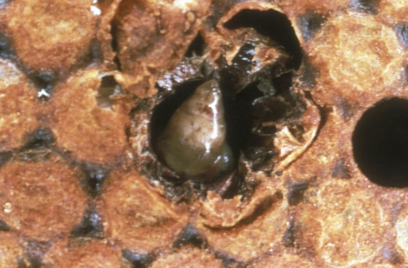Macro photograph of a bee larva infected with sacbrood