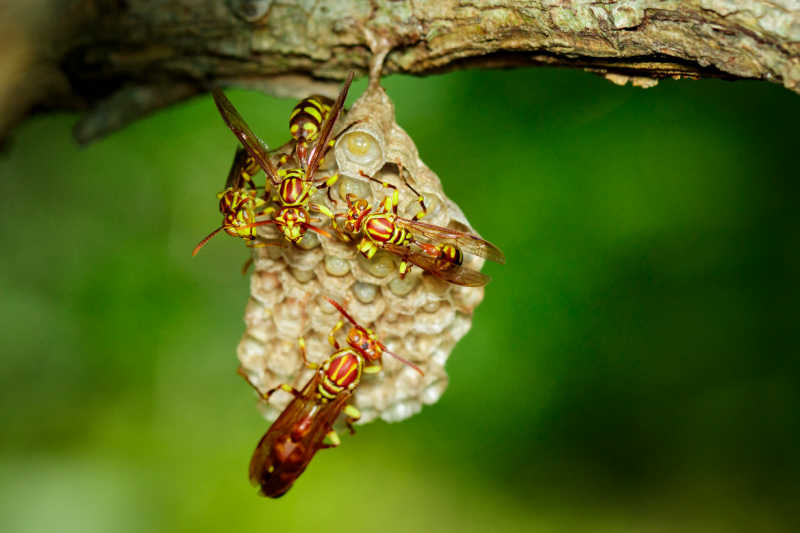 A nest covered with Texas paper wasps