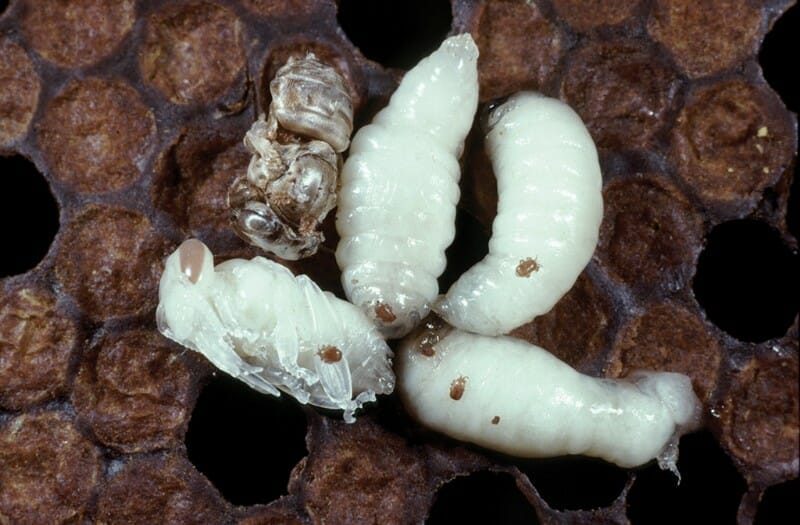 Zoomed in image of honey bee larvae riddled with Tropilaelaps mites