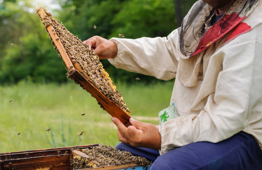 A beekeeper inspecting a hive for Israeli Acute Paralysis Virus