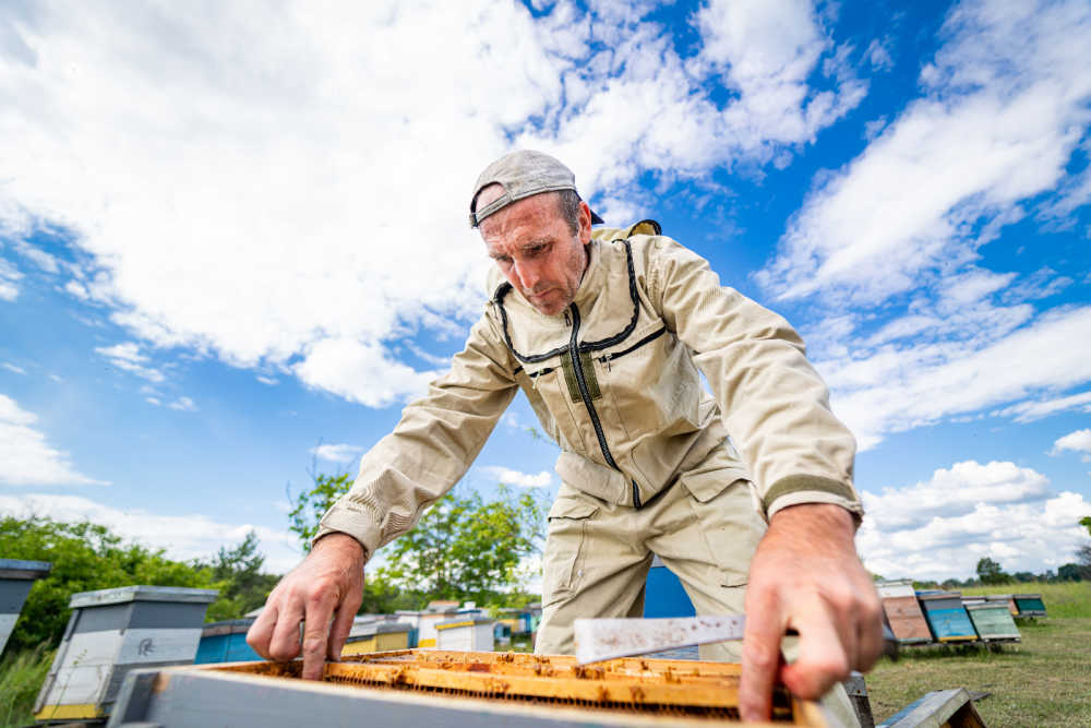 Image of a beekeeper inspecting a hive for tracheal mites