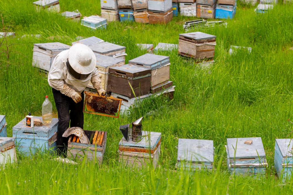 A beekeeper inspecting hives for threats like Nosema disease