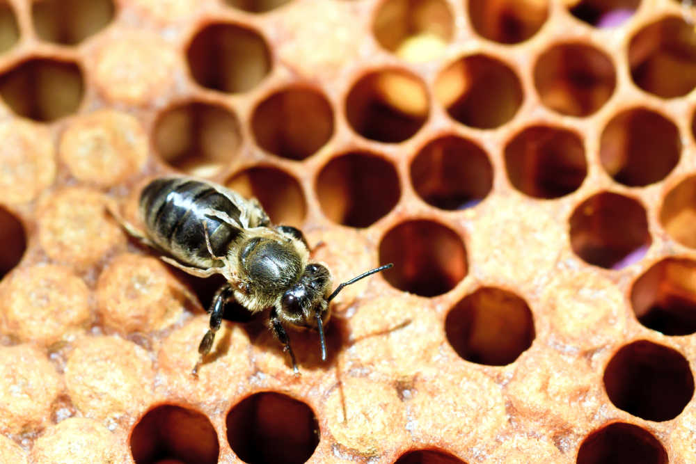 An aerial image of a honey bee with deformed wing virus on comb