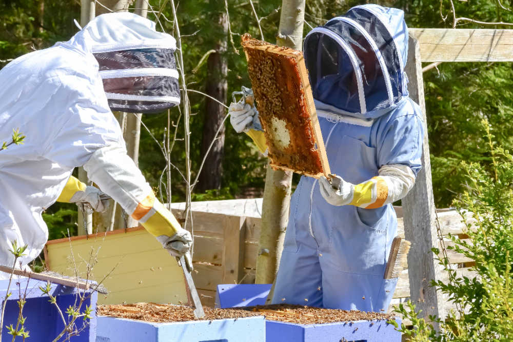 Two beekeepers inspecting a hive for pests and diseases like sacbrood