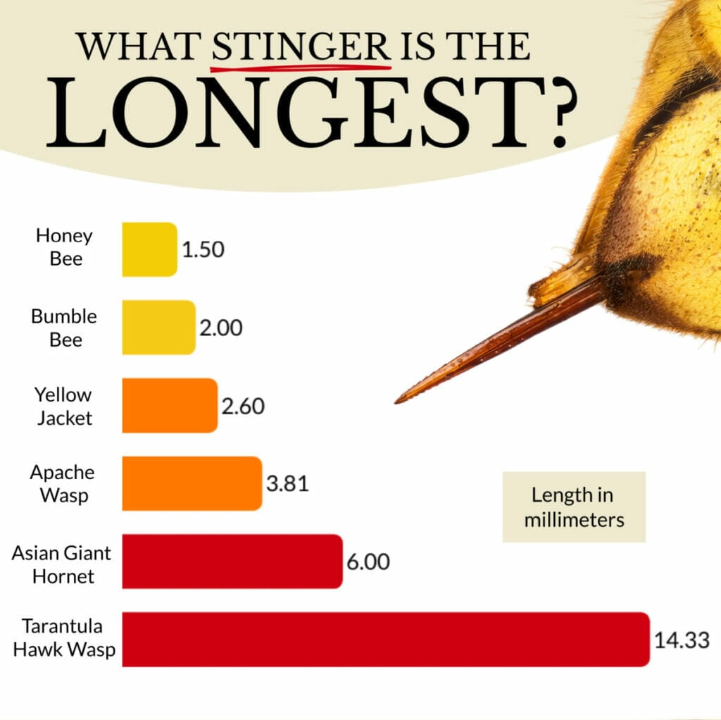 An infographic showing a selection of bee and wasp stinger lengths