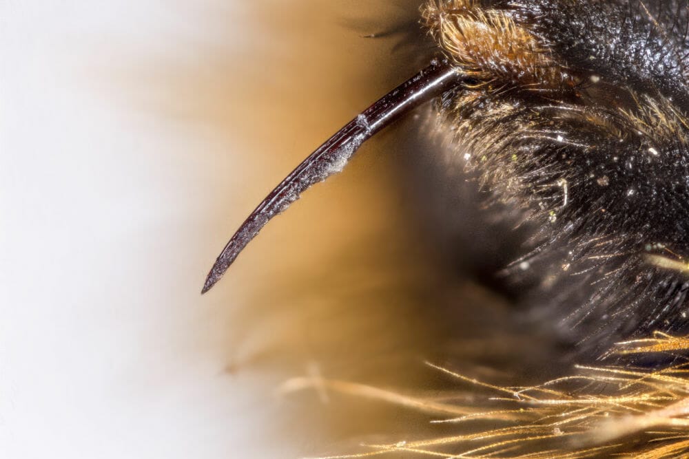Macro shot of a bumblebee stinger