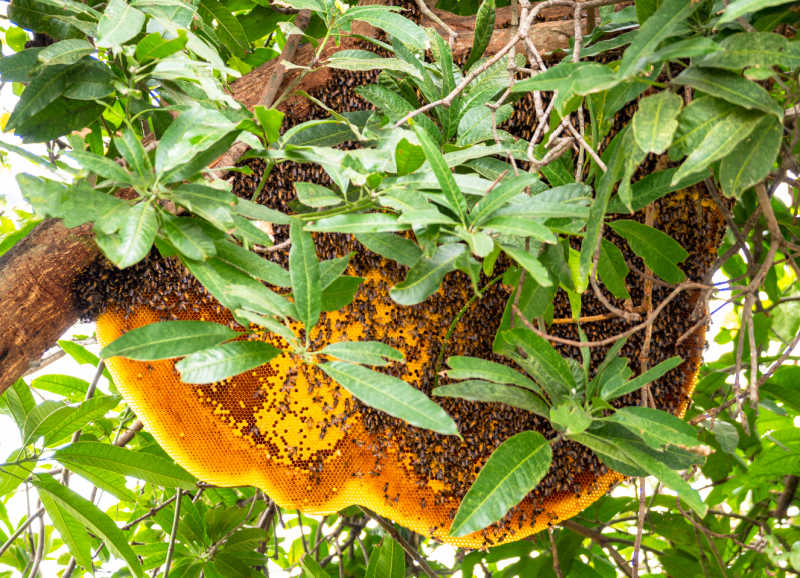 Photograph of a large honeycomb hanging from a tree
