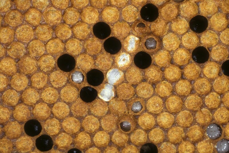 A top down image of bald brood on comb.