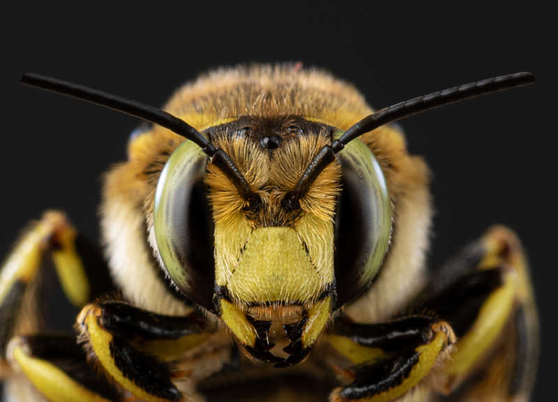 Closeup shot of a bees face including compound eyes and ocelli.