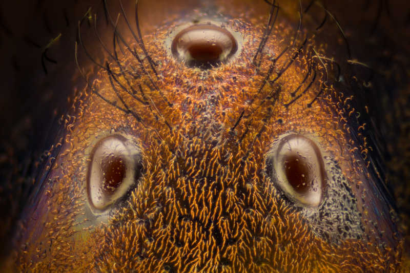 Extreme magnification of bee ocelli
