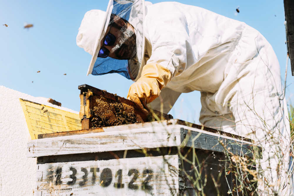 A beekeeper inspecting for diseases like Chronic Bee Paralysis Virus