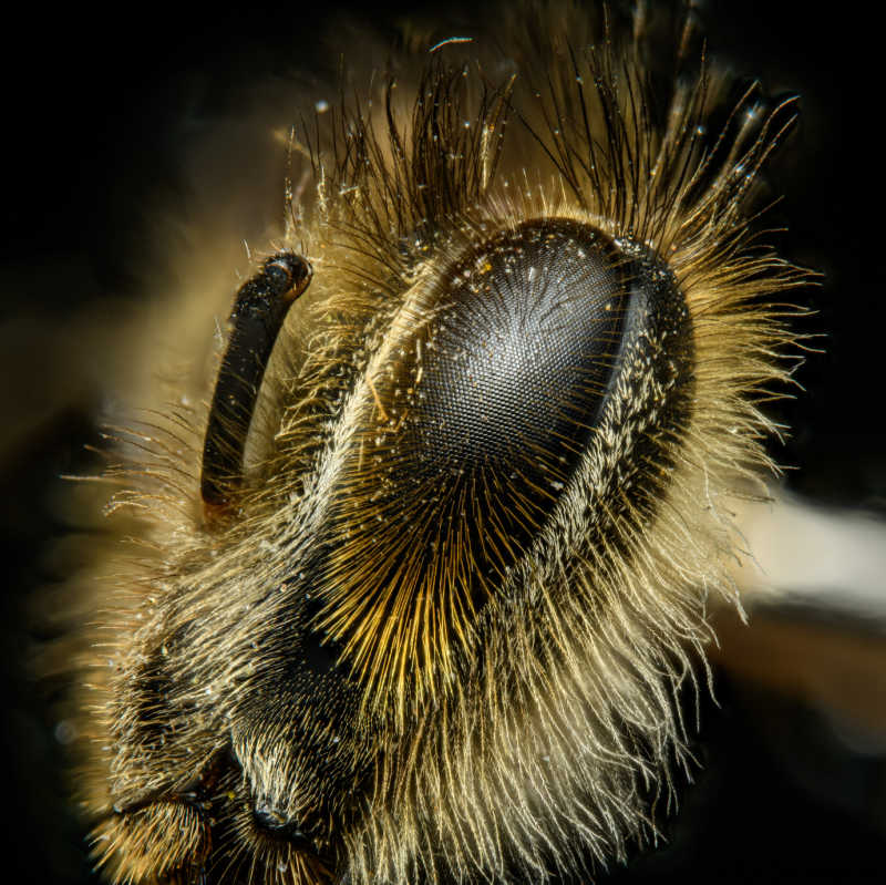 Closeup shot of hairy bee eyes