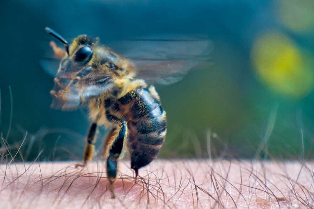 Closeup of a honey bee stinging a human's arm
