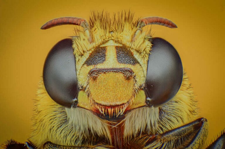 How Do Bees See? The Essential Guide To Bee Eyesight
