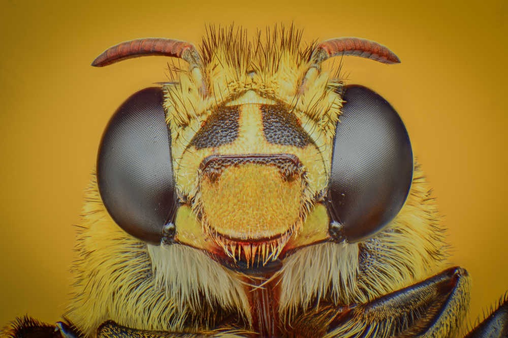 Macro photograph of bee eyes
