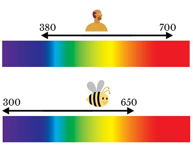Diagram comparing human sight wavelengths to a bee's