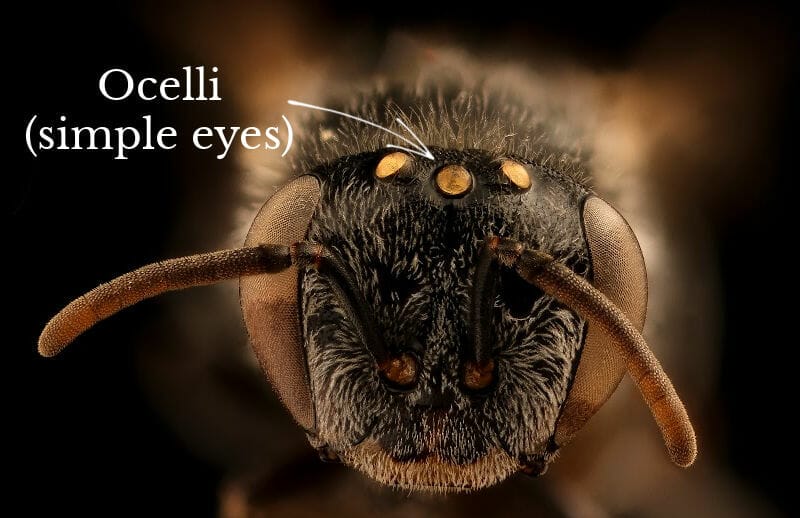 Bee head labeling the insect's simple eyes (ocelli)