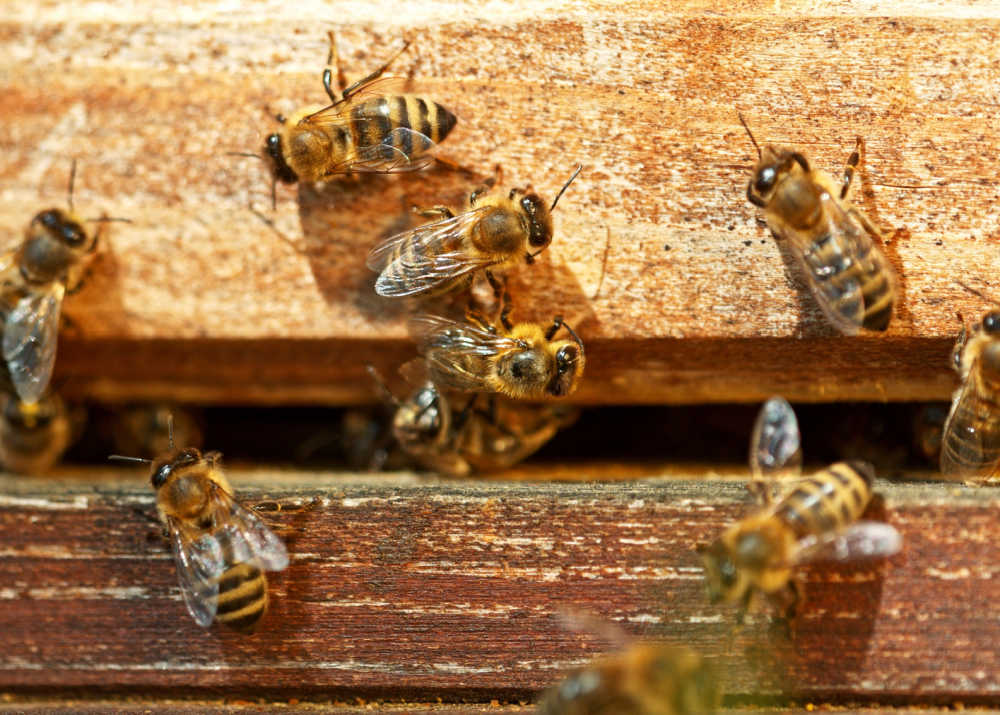The entrance to a hive with honey bees