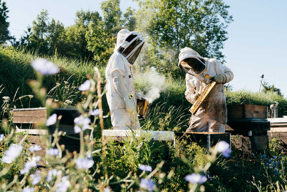 Beekeepers examining hives for diseases like Kakugo virus